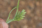 Common hardgrass